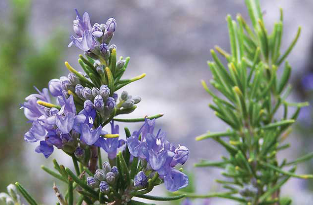 خواص گیاه رزماری